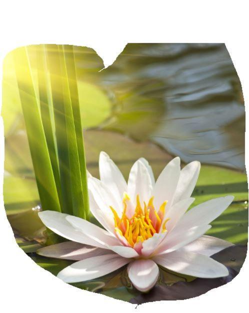 Lotus Flower Sant'Olcese Buitenkant foto